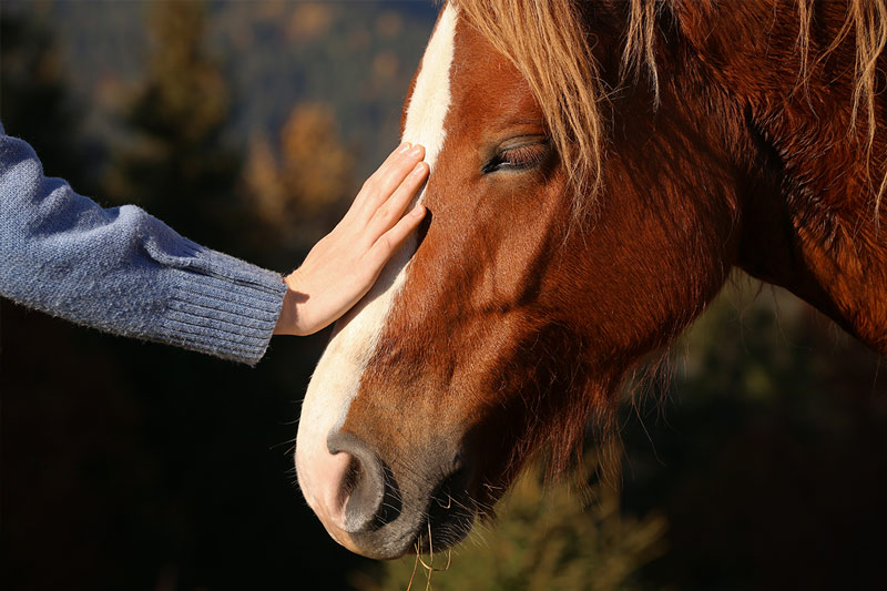 Retreat Theme Self-Discovery Through Horses